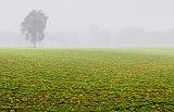 Tree In Fog_04858